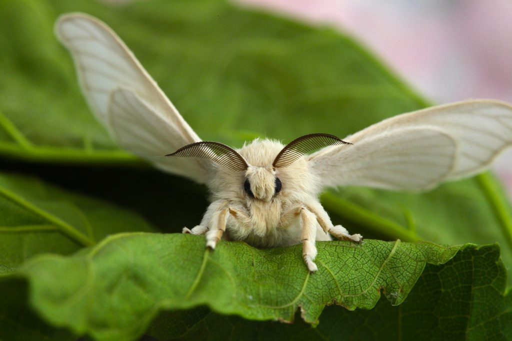 Bombyx Mori Moth