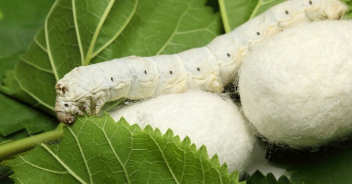 Silk Worm Cocoons