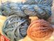 Mom experiments with raising woad natural dye plants