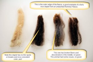 Examples of wool fleece staples