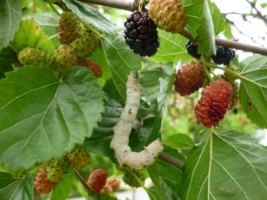 Silk Worm in a Mulberry Tree